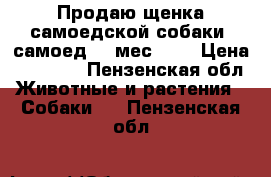 ♥♥♥ Продаю щенка самоедской собаки (самоед)-3 мес.♥♥♥ › Цена ­ 20 000 - Пензенская обл. Животные и растения » Собаки   . Пензенская обл.